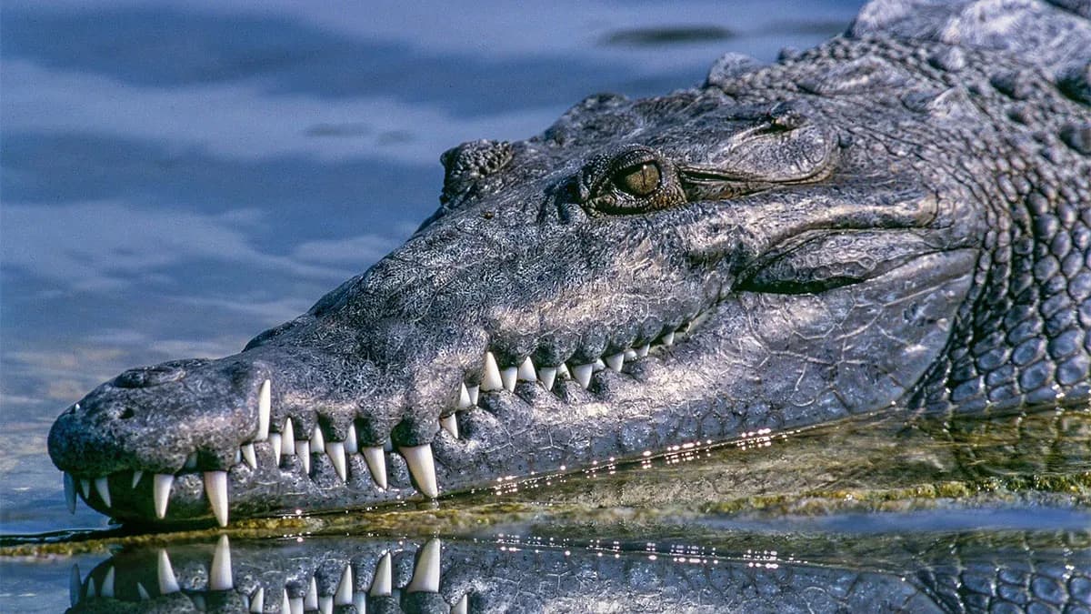 Slippers and human remains found in a crocodile’s stomach in South Africa