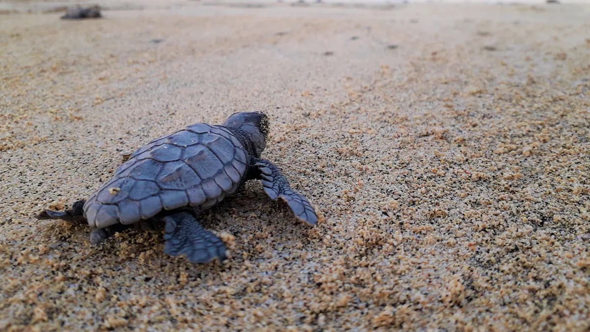 TUI Care Foundation protects over 2.8 million sea turtle hatchlings