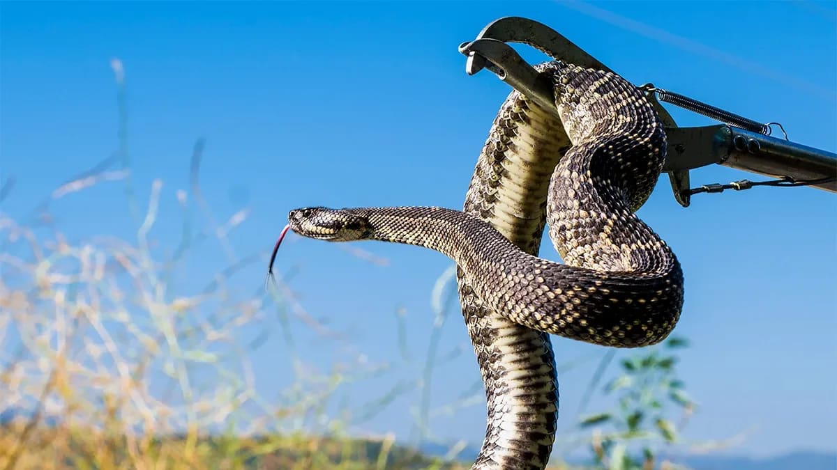 German tourist dies after being bitten at snake show on family holiday in Egypt