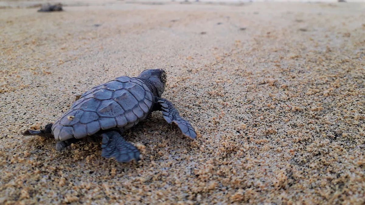 TUI Care Foundation protects over 2.8 million sea turtle hatchlings