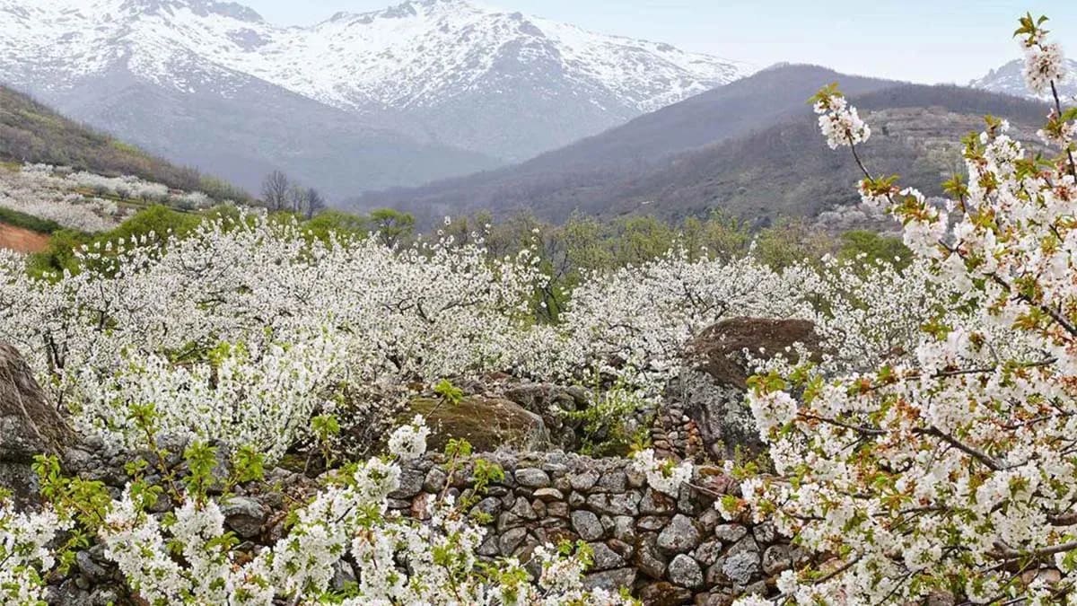 Best flower tourism destinations to visit in 2026